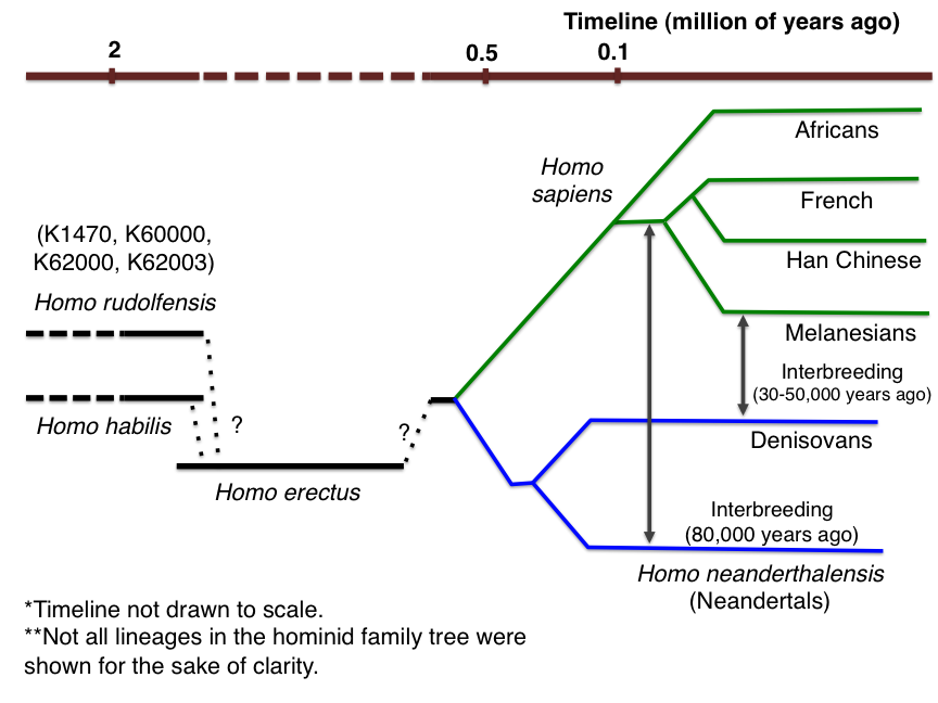 homo sapiens phylogeny