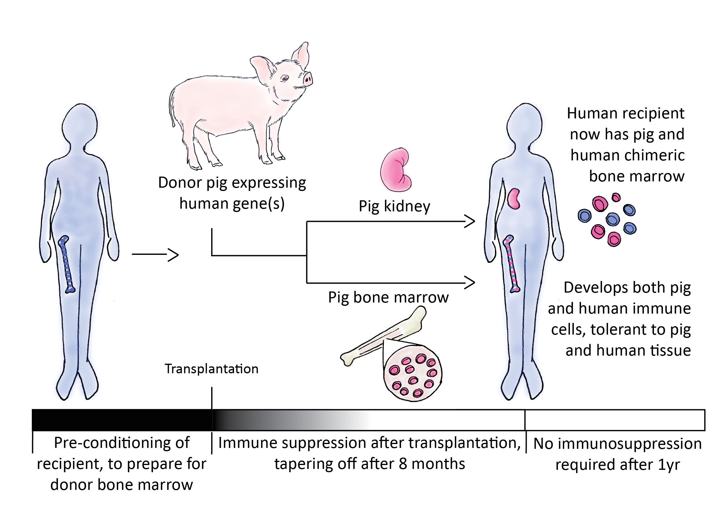 Transgenic pigs may usher in brave new world of xenotransplantation -  Genetic Literacy Project