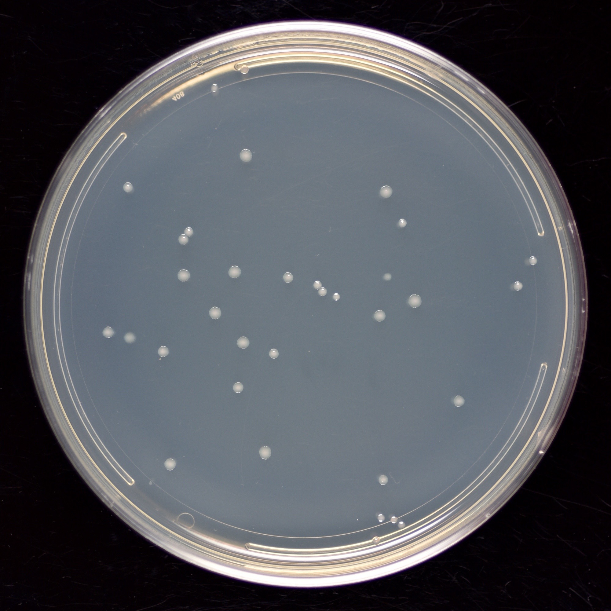 Colonies on a Plate - Science in the News
