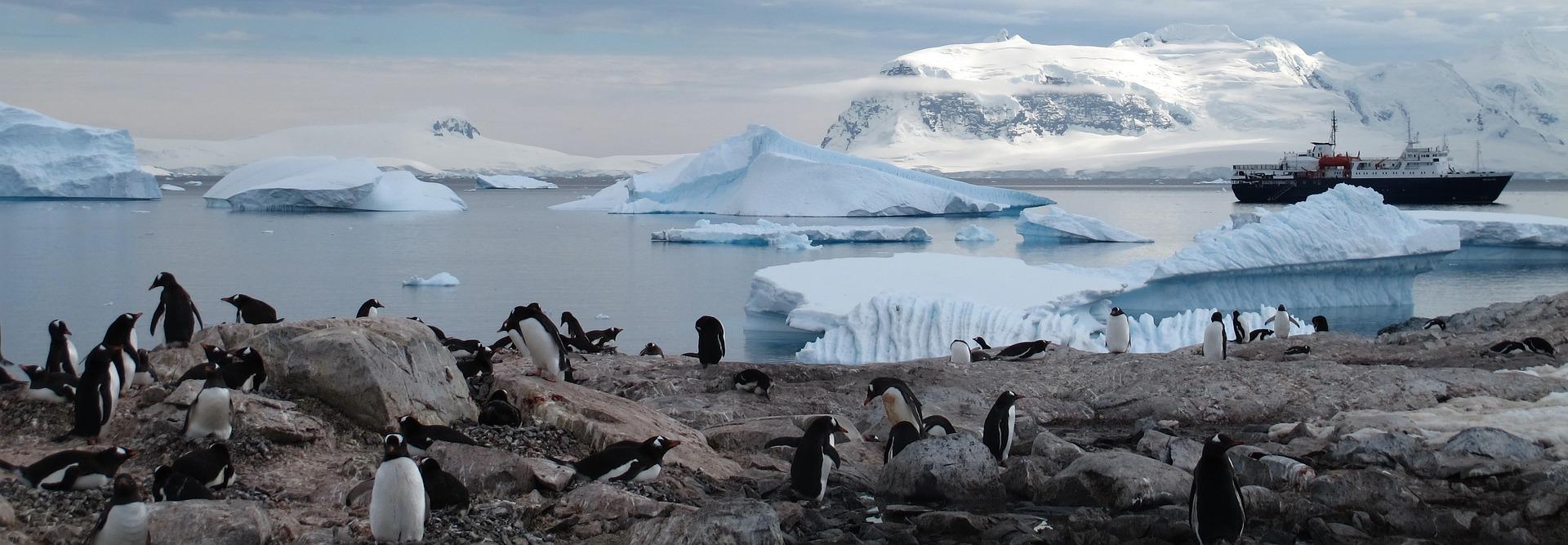 Ancient Penguin Brains from Antarctica